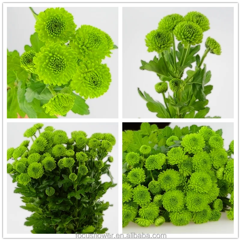 
Hot Sell Small Sprayed Chrysanthemum Fresh Cut Flowers Wholesale from CN;YUN 100% T/T Grade a 10 Stems/bunch 2 Working Days 
