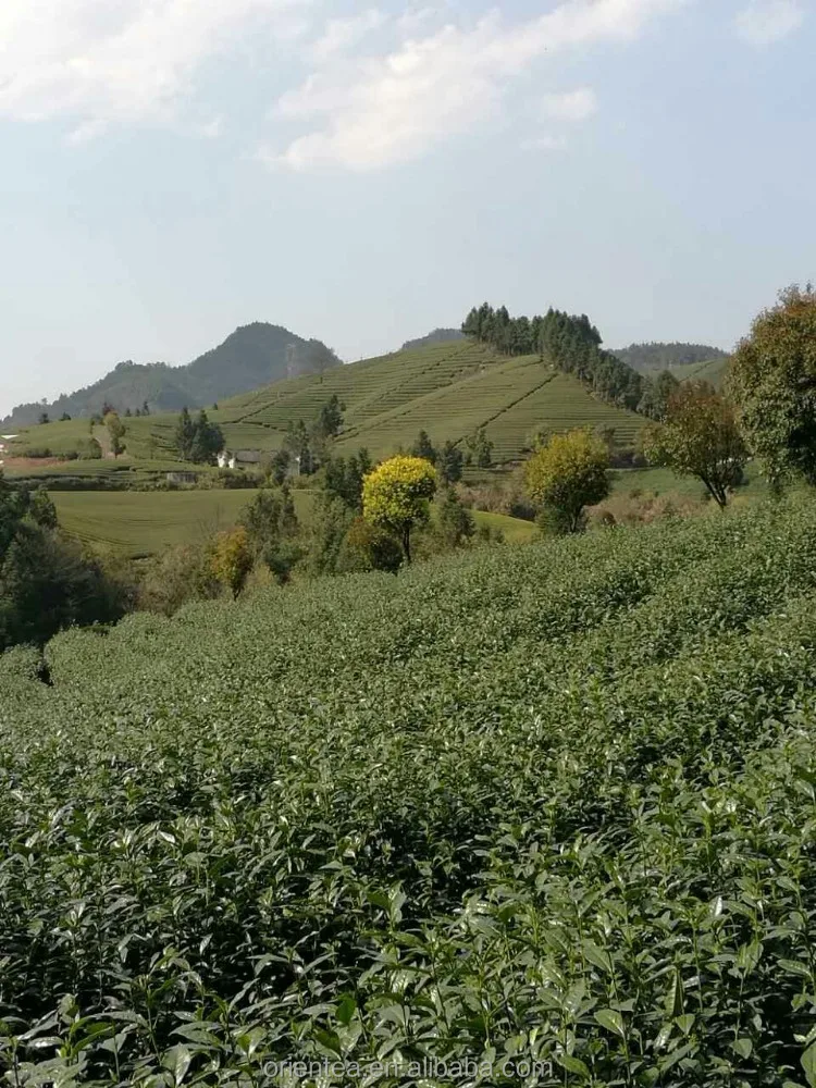 new harvest famous West Lake Dragonwell  Green Tea