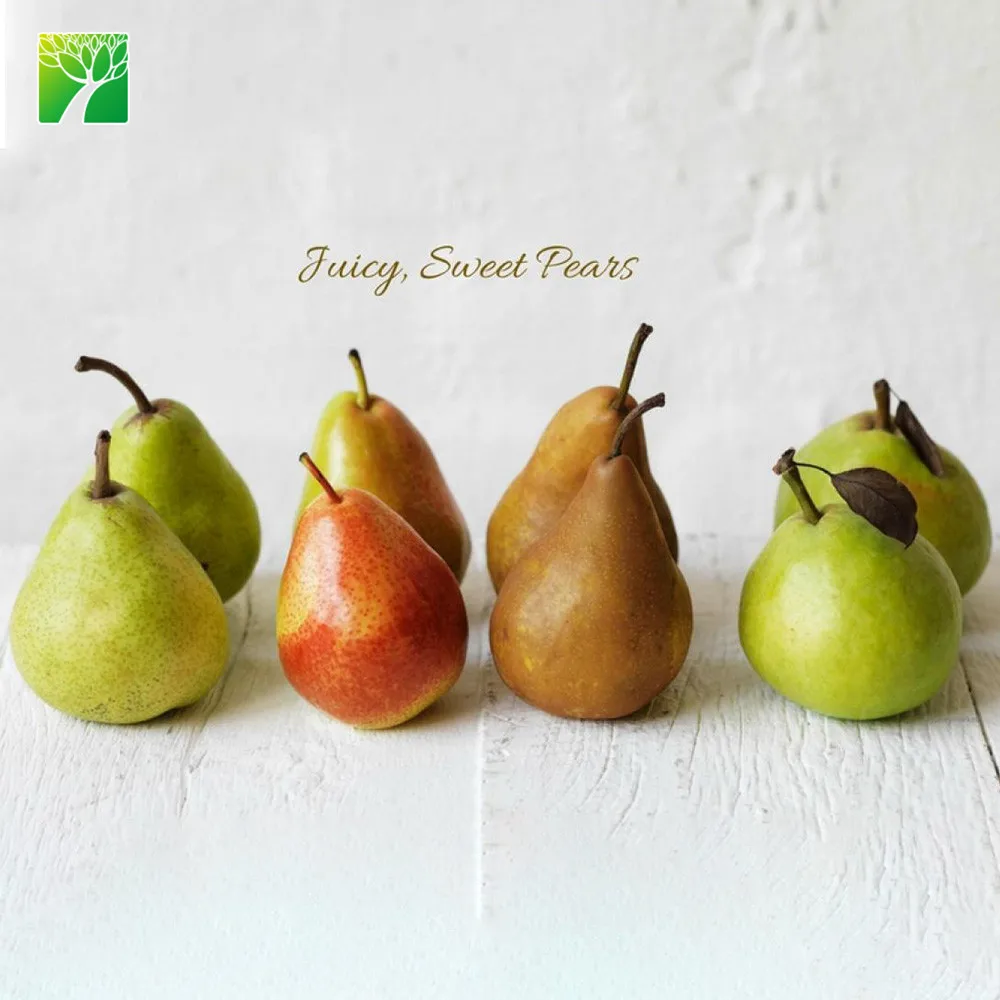 
Full sun white bloom color live fruit seedling plant BOSC pear 