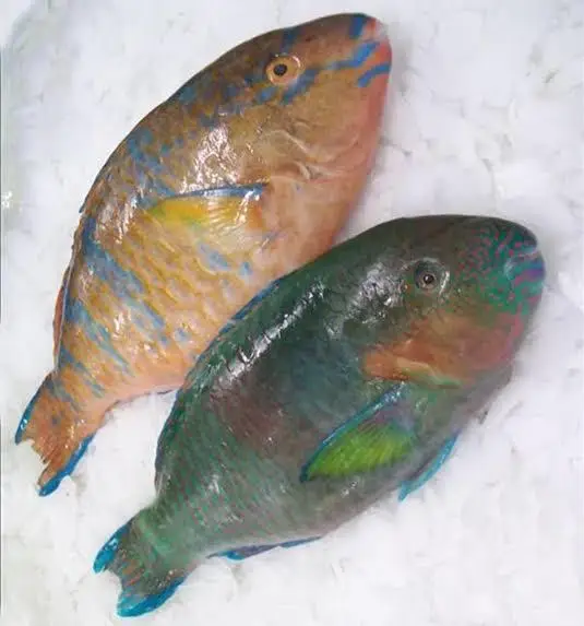 Frozen Parrot Fish whole round for sale