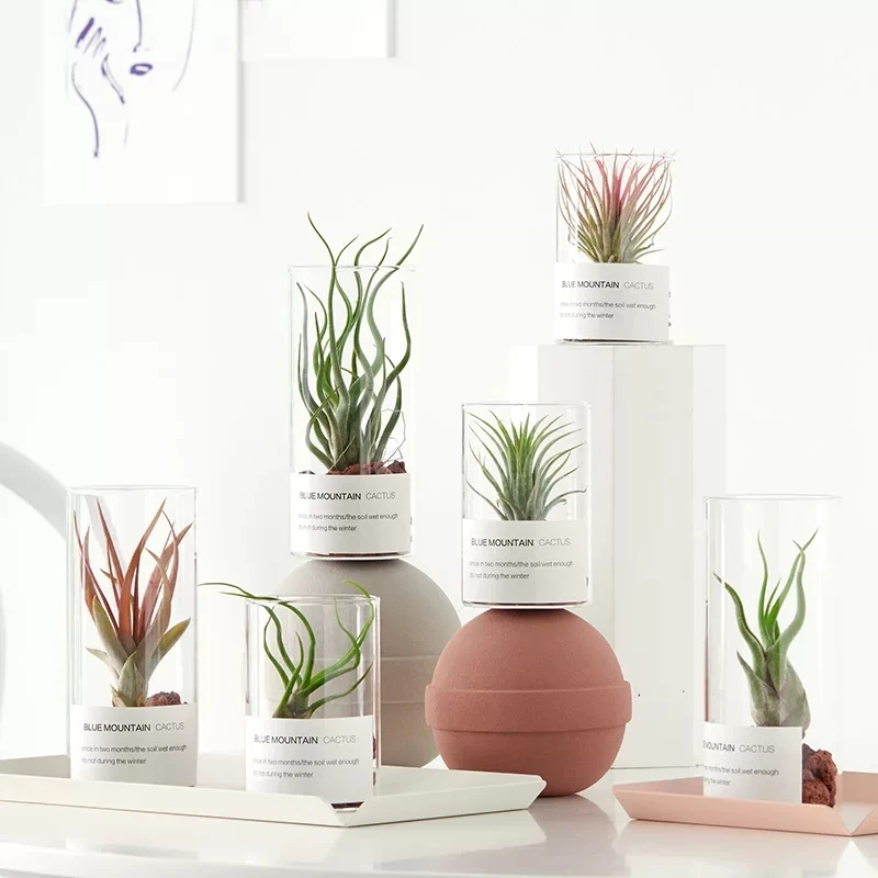 New style pretty small desk glass flower pot air plant wholesale