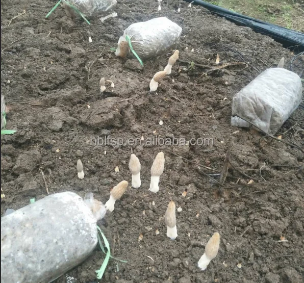 
new season morel mushroom 