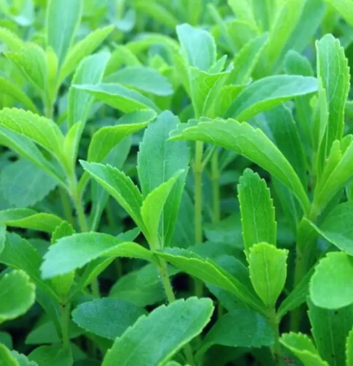 
1KG high quality best price raw dried stevia seed for sale 