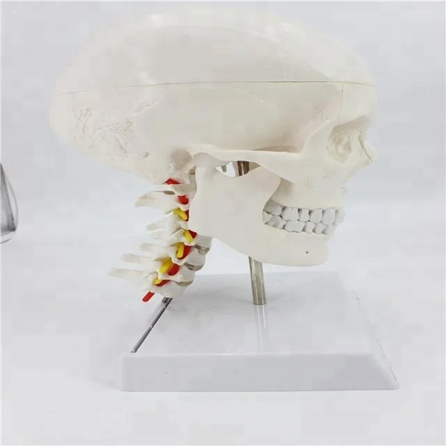 Модель черепа с шейным позвоночником медицинская анатомическая модель черепа