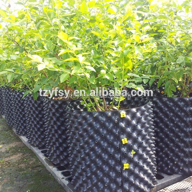 Горшок/контейнер для детской кастрюли с черничным растением