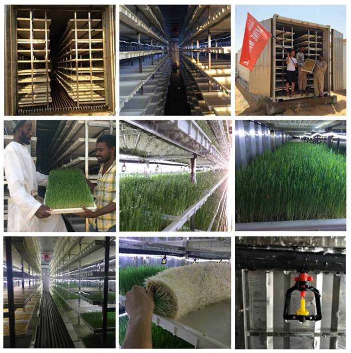 LYINE Hydroponics Greenhouse DWC Hydroponic System Industrial Seed Sprout Machine With Hydroponics Grow Kit