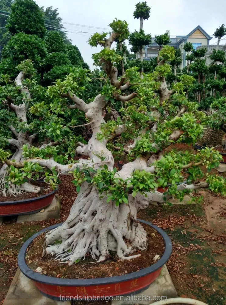 
Beautiful Ficus Microcarpa Bonsai Trees 
