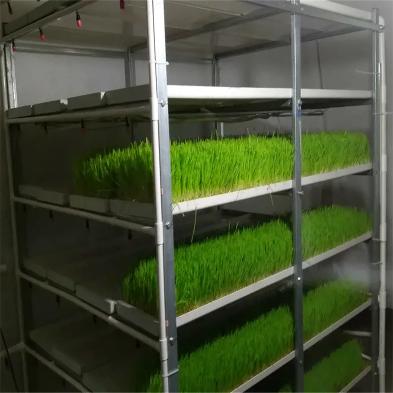 cheap price complete growing Microgreen rack system