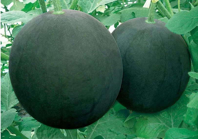 Черная кожа, гибридные семена красного тела арбуза