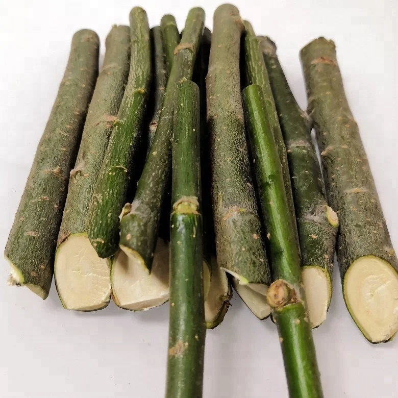 Древесина и древесина, свежая резка для посадки