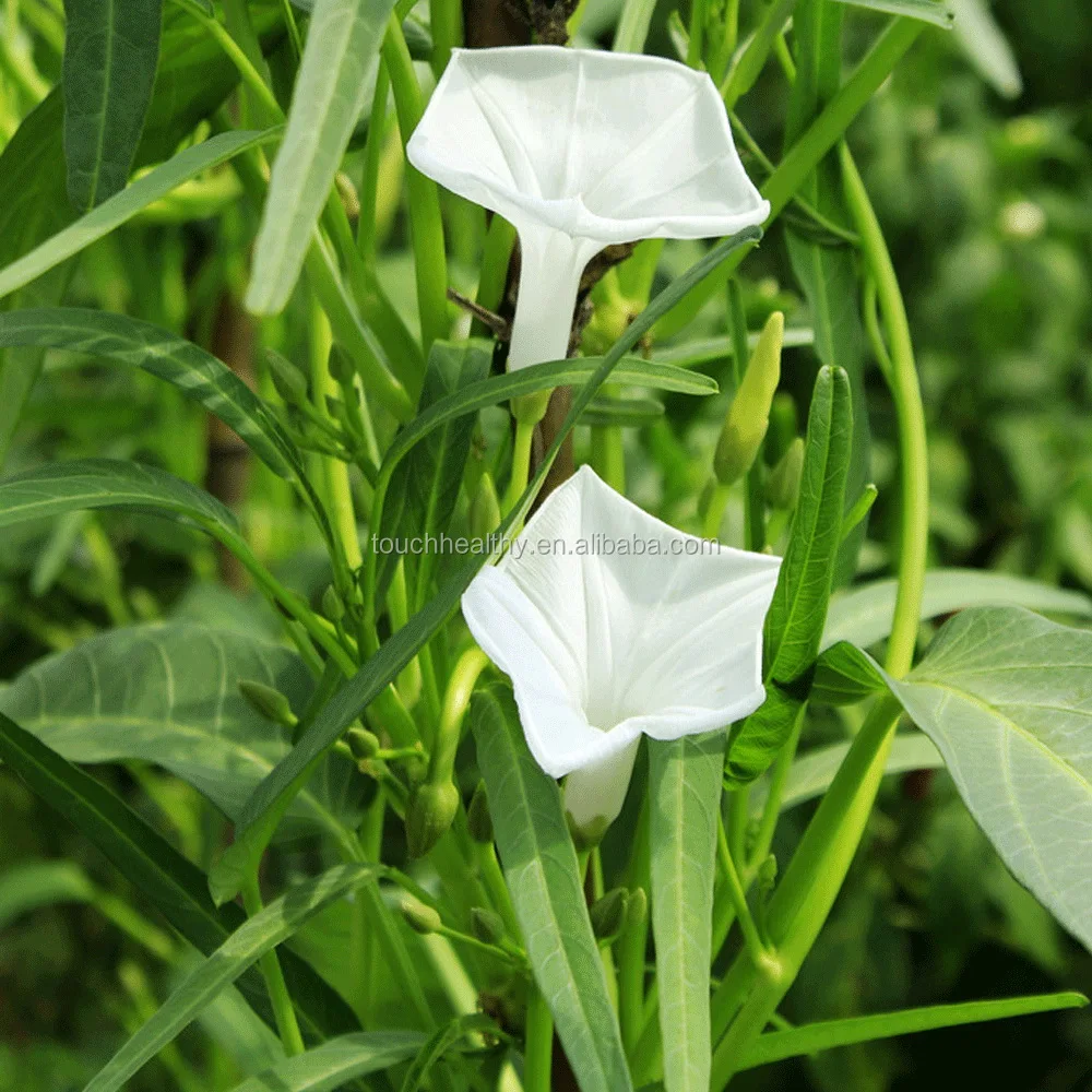 Touchhealthy поставка хорошего качества ВОДА СЕМЕНА шпината для продажи