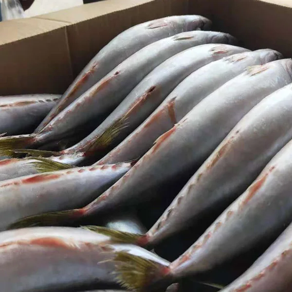 New fish fresh frozen whole round pacific mackerel