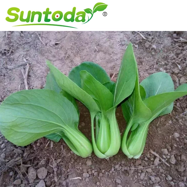 
Chinese Chard Asian vegetable green stalk cabbage seeds 500gr/bag 