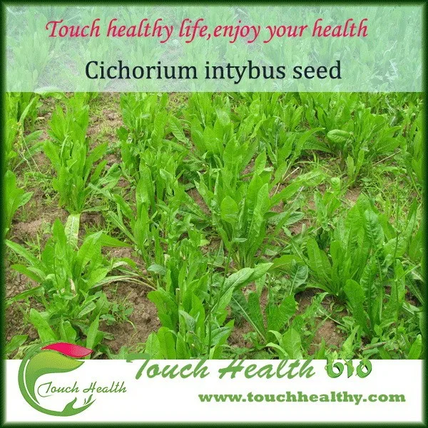 2021 Touchhealthy supply Hybrid Chicory seed with best quality