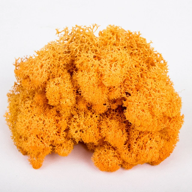 wholesale  everlasting raw material  dried stabilized preserved moss from china