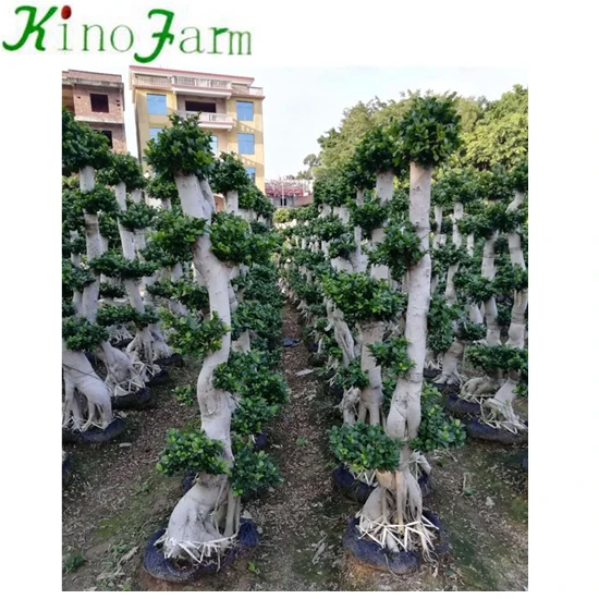 Living Bonsai Plants