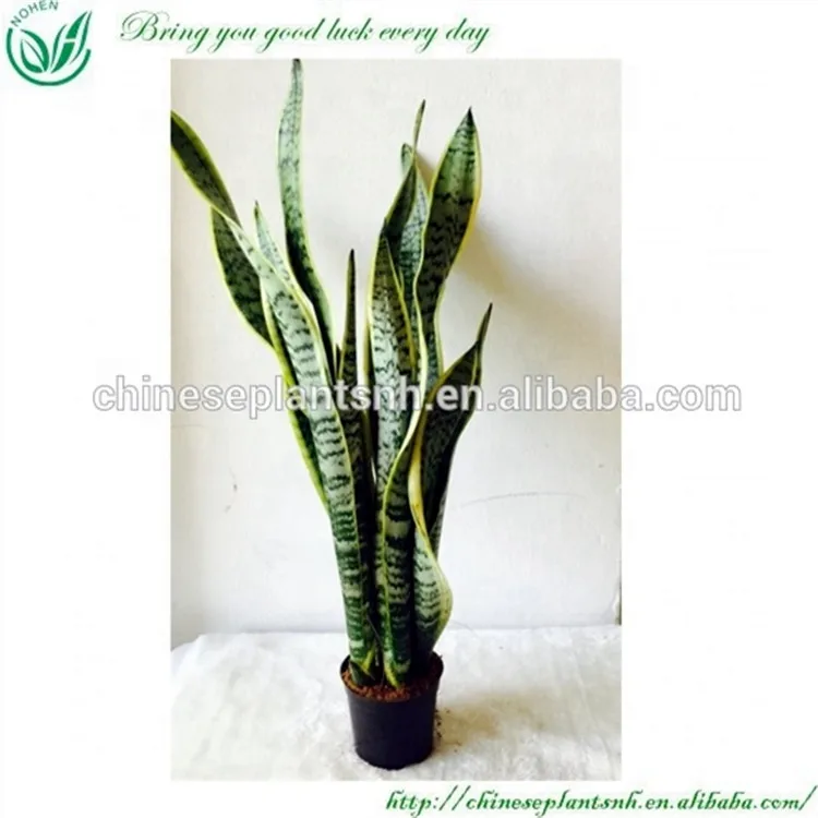 Сансевиерия бонсай комнатных растений для садоводства