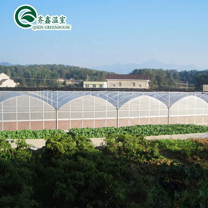 China low cost Multi-span Film tunnel Greenhouse