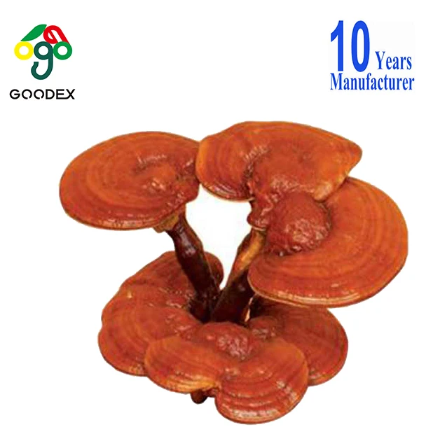 duanwood reishi mushroom extract powder reishi mushroom ganoderma lucidum wholesale reishi mushroom