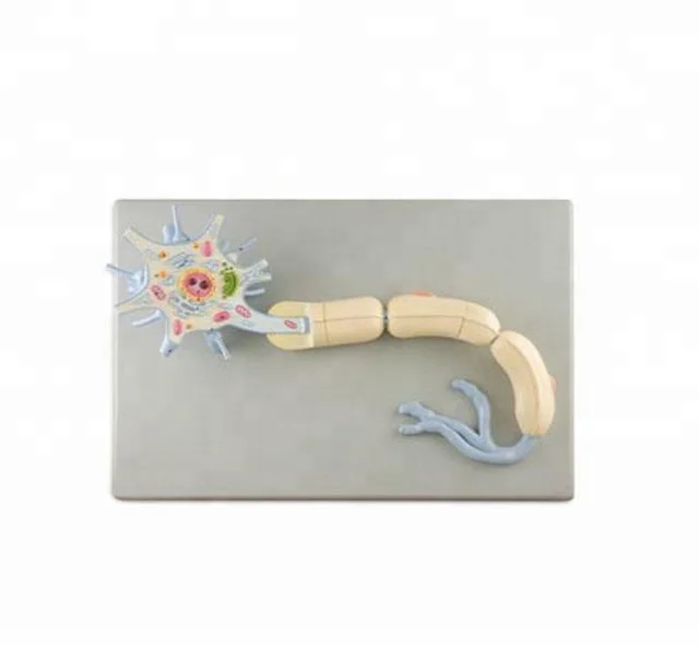 Модель анатомии человеческого нейрона BMN/N012 модель