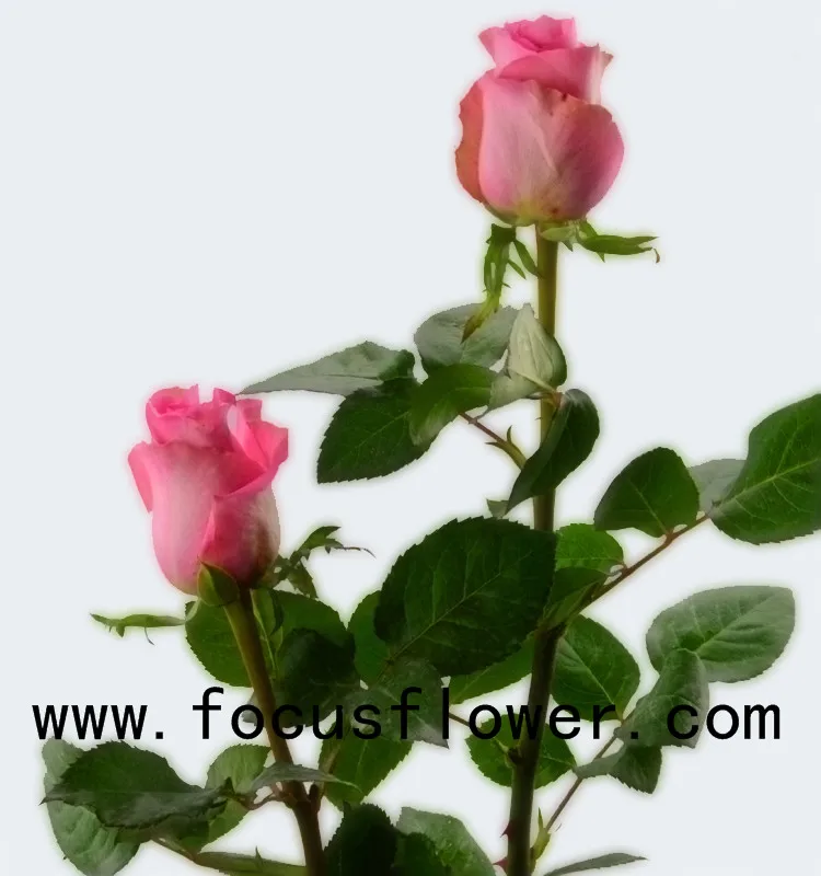 World class rose flower scenery ecuadorian roses wake up with 20stems/bundle from kunming