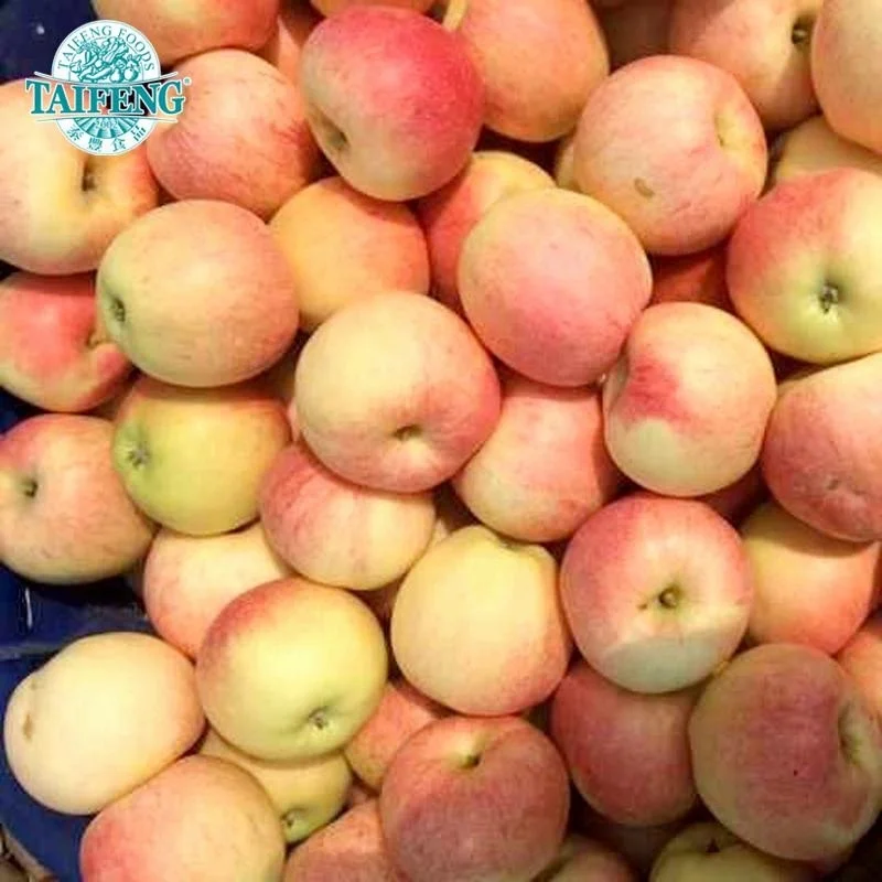 FRESH QIN GUAN FRESH APPLES HOT SELLING FROM CHINA