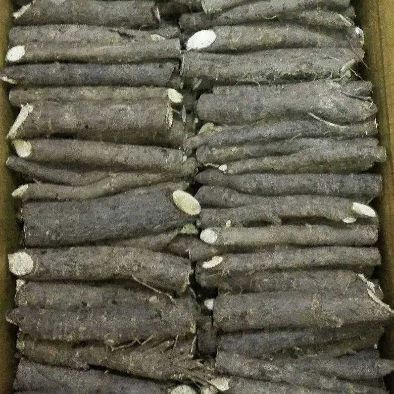 99% purity pao tong fast growing tree seeds paulownia elongata root cutting