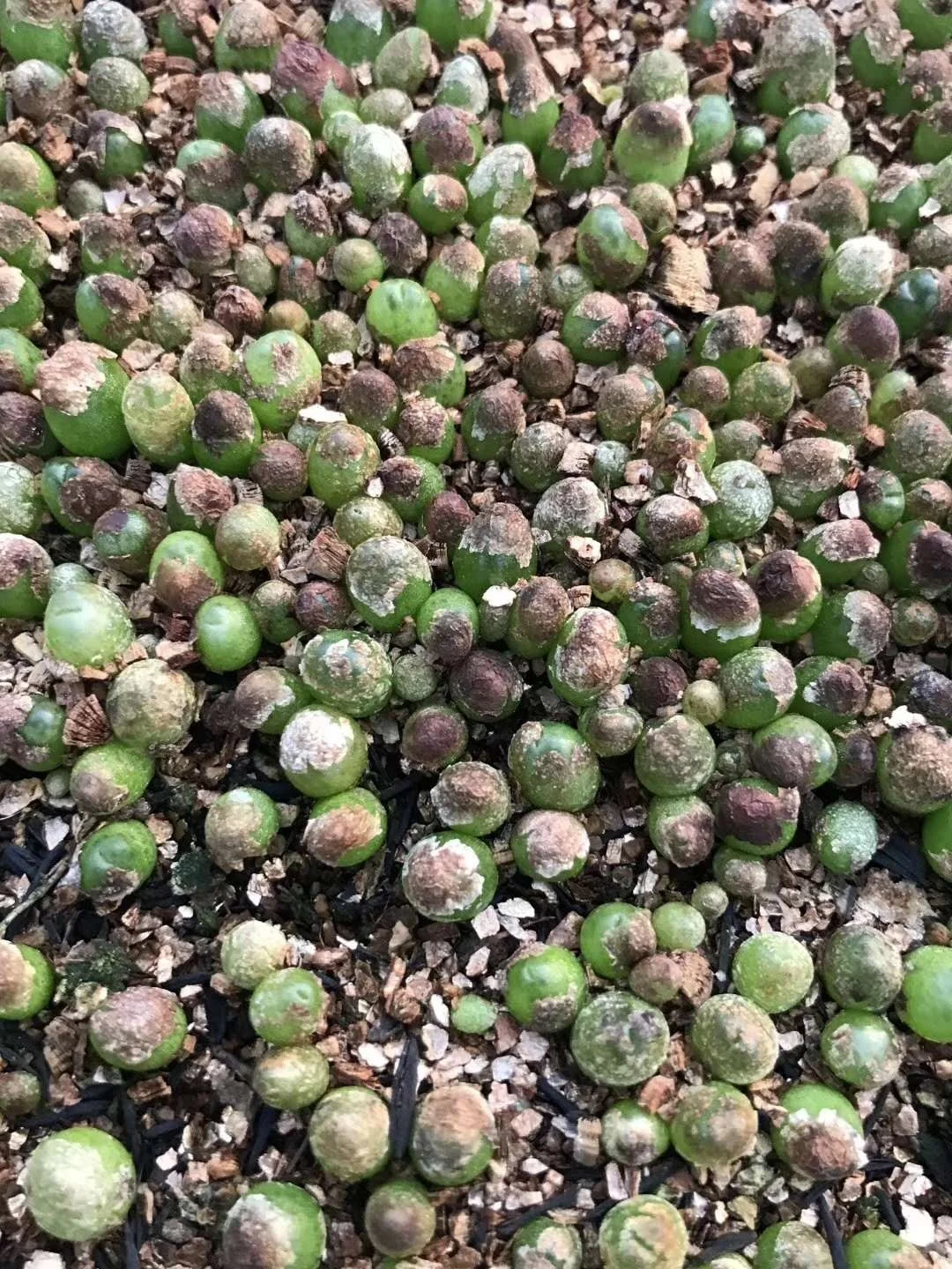 
Wholesale Succulent Plants Conophytum maughanii with LOW PRICE 