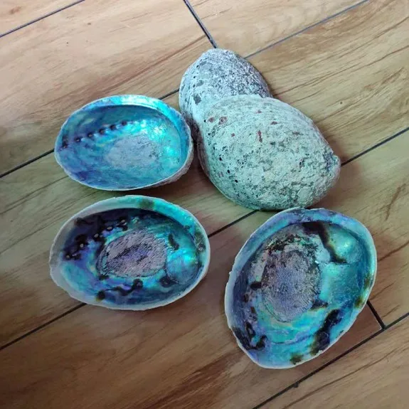 2018 big promotion new zealand kauri shell abalone in stock