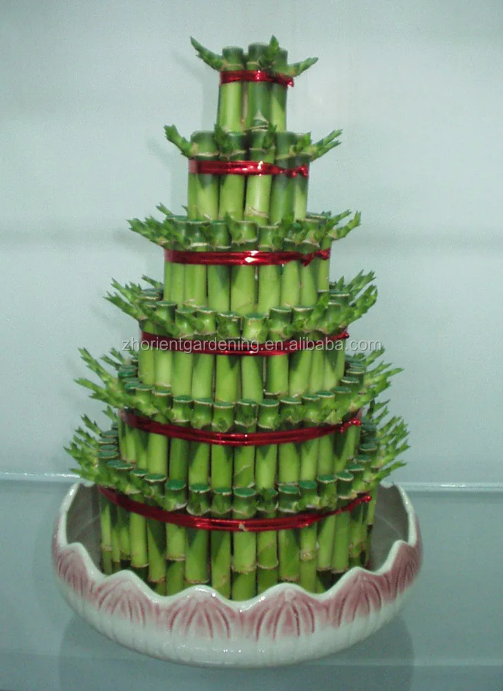 Многослойная башня, бамбуковое дерево бонсай на удачу, драцена, сандерия, декоративные водные растения в помещении, украшение для сада