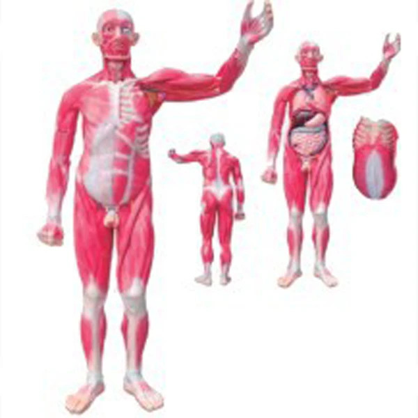ADA-A1100 internal organs and human muscle anatomy medical training model