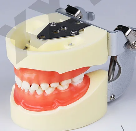 Стандартная модель зубов для педиатрической практики, модель зубов для детей