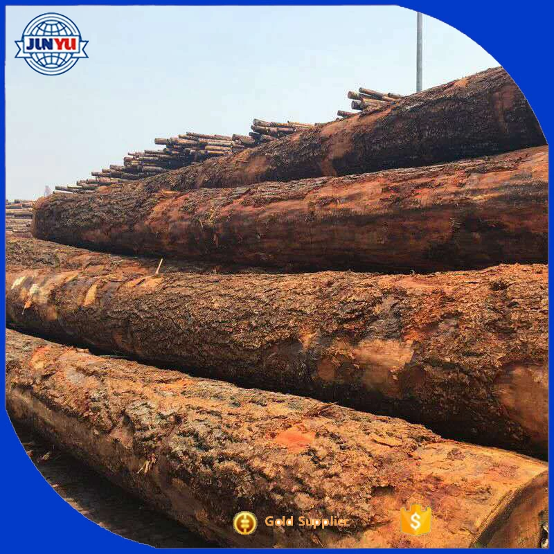 red pine lumber and logs red pine timber hot sale red pine logs export