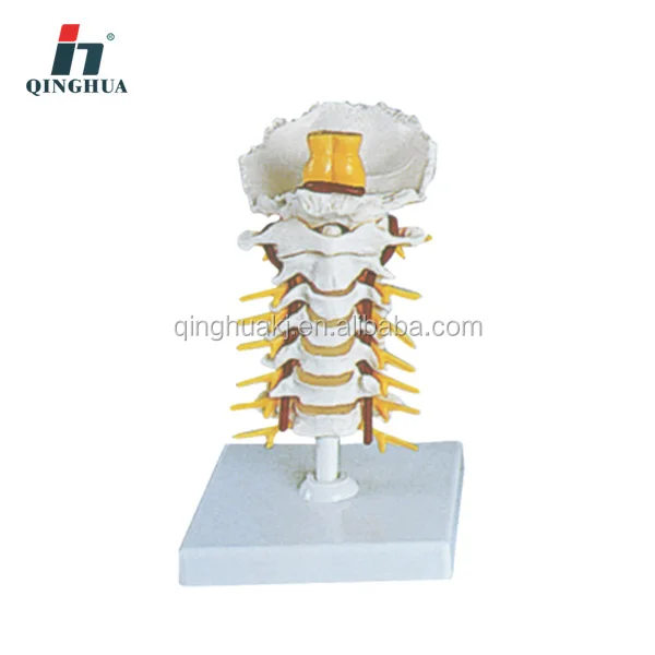 Human Cervical Spinal Column