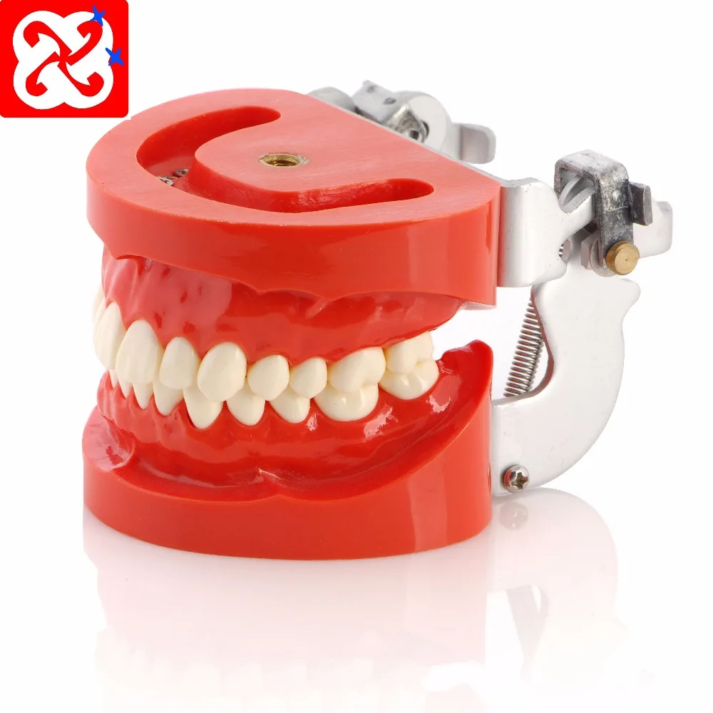 replacement teeth typodont model for student practice nissin teeth 32*1