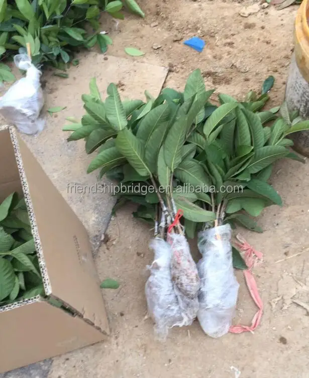 
 Саженцы фруктов гуавы  