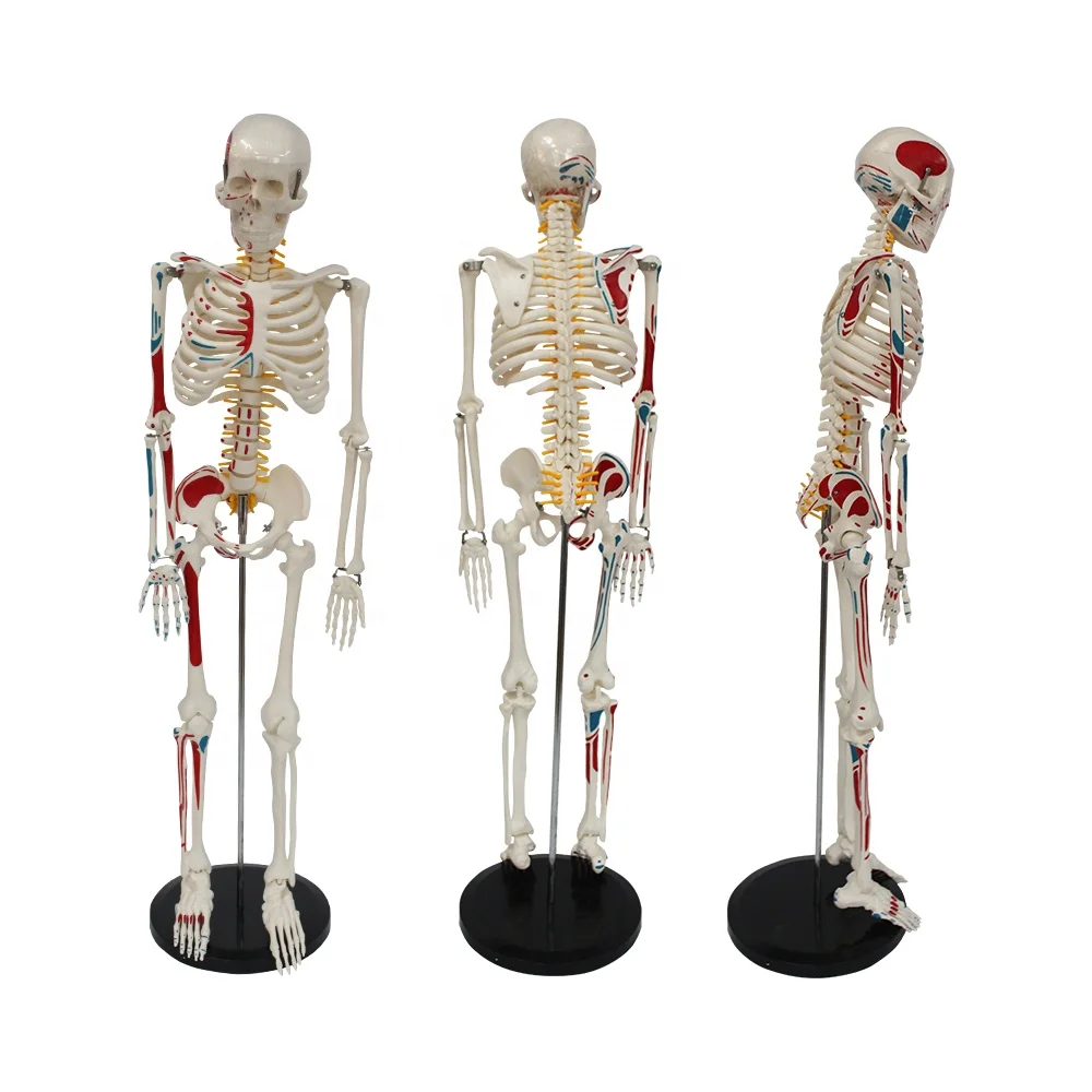 Muscle origins (red) and insertions (blue) in half body 85cm human artificial skeleton
