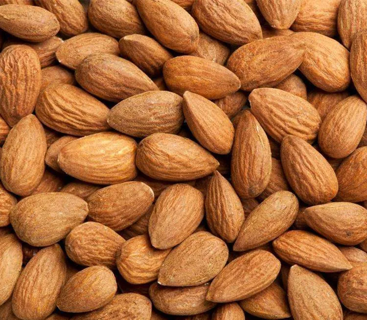 organic apricot seeds benefit apricot kernels in shell for sale