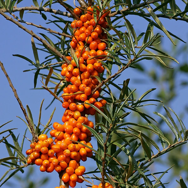 
Pure hippophae rhamnoides freeze dried fruit sea buckthorn juice powder 