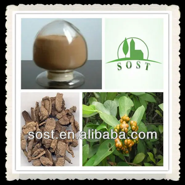 
China Herbal Plant Morinda Officinalis Root Extract For Impotence 