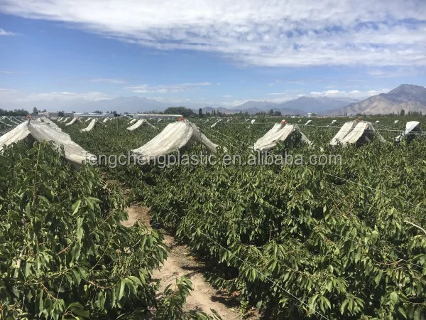 Столового винограда пластиковая крышка/покрытия лозы для виноград сельское хозяйство/винограда дождя Водонепроницаемый Чехол