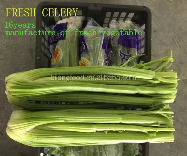 Chinese fresh celery from new crop of  2022