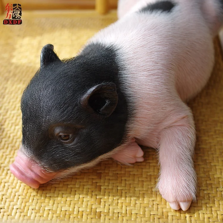 Custom Made MINI Realistic Silicone Piggy Life Size Animals Silicone Resin Sculpture for Gifts