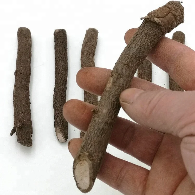 chinese high quality cold resistant fast growing royal empress tree rootstock