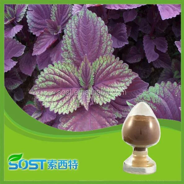 
SOST Supply EU Organic Holy Basil Leaves Extract Powder 