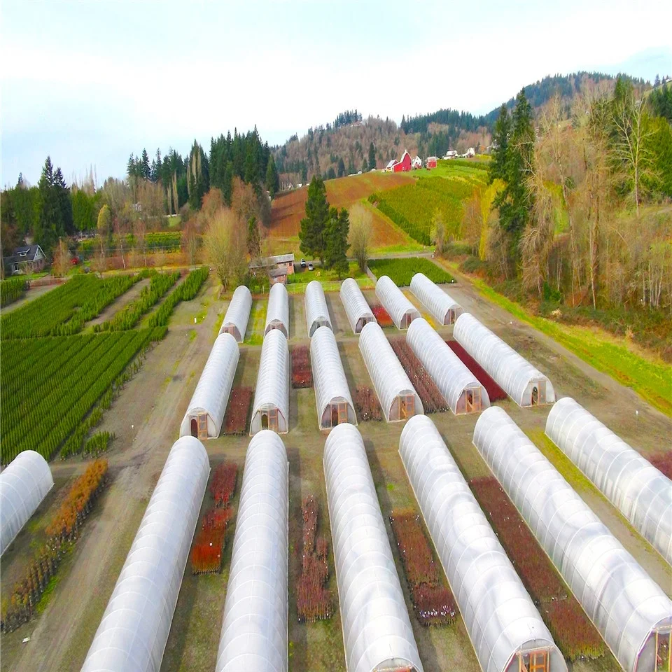 Стандартный DongJu800 медицинские травы/конопля растут коммерческие однопролетные теплицы поликарбонатные листы крышки