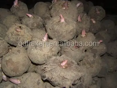 
High Quality Fine Konjac Powder 