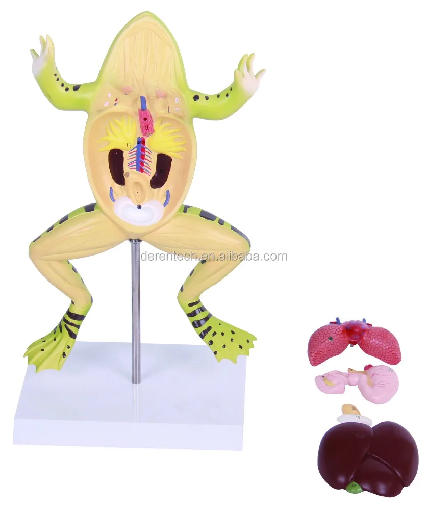 Anatomy plastic animal model of frog