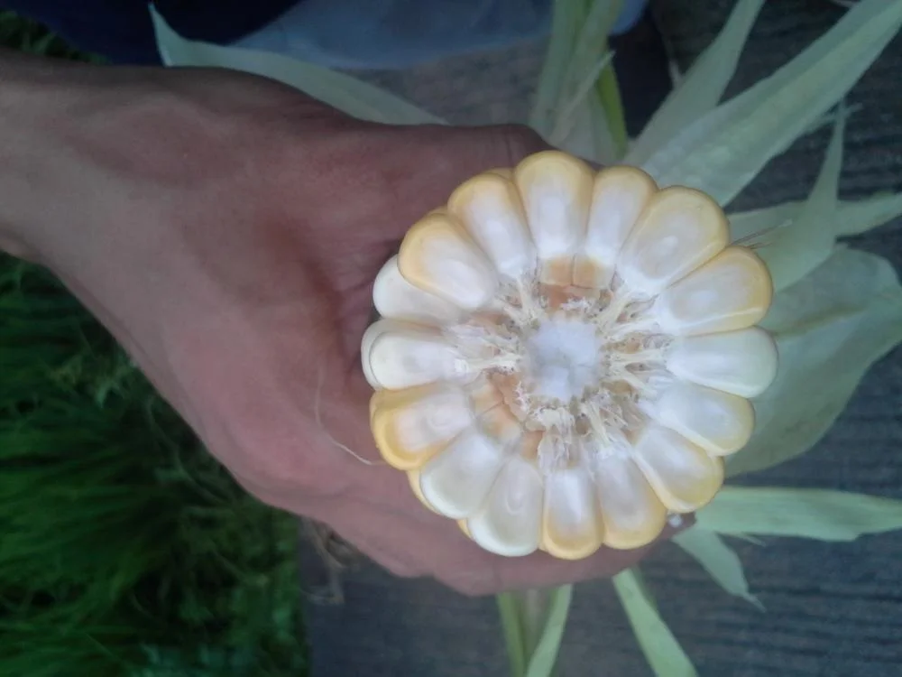 
Suntoday Newest High yiled yellow hybrid sweet corn seed 1kg/bag 