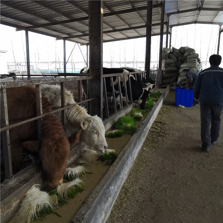 Container  Commercial Hydroponics Fodder System- Hydroponic Growing Systems